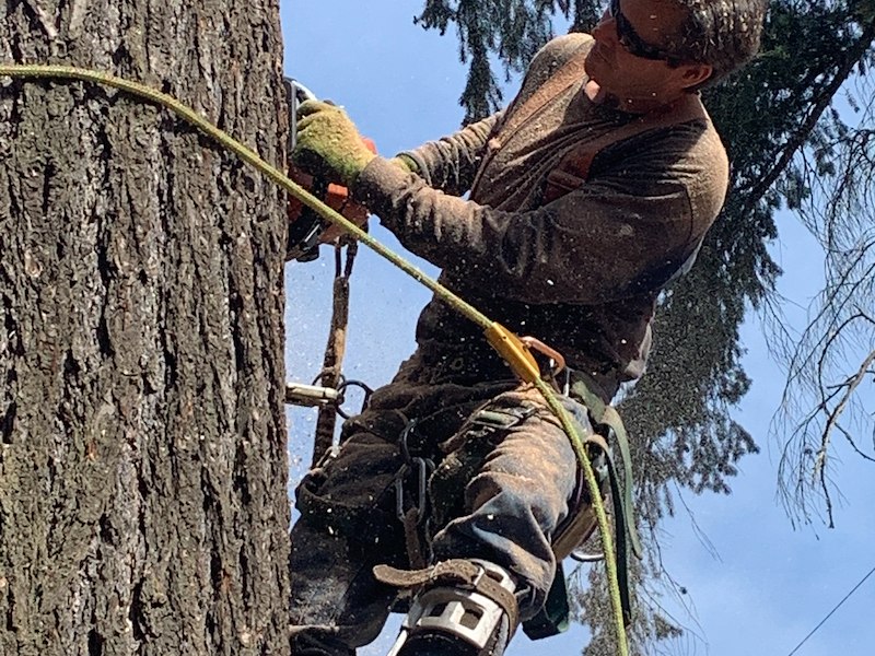 5 Great Reasons You Need to Schedule Your Professional Tree Trimming – Now!