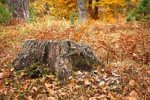 Benefits of Stump Grinding in Bellevue