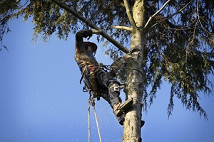 The Importance of a Professional Tree Removal Service in Seattle