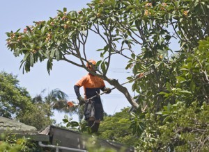 Preparing Your Trees for Storms and Recovering from Severe Weather