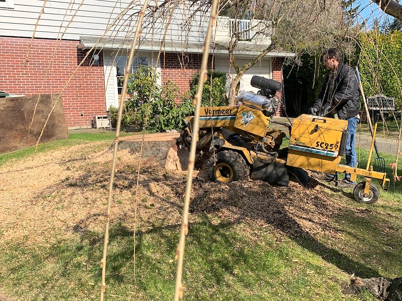 4 Reasons To Remove The Stump Along With The Tree