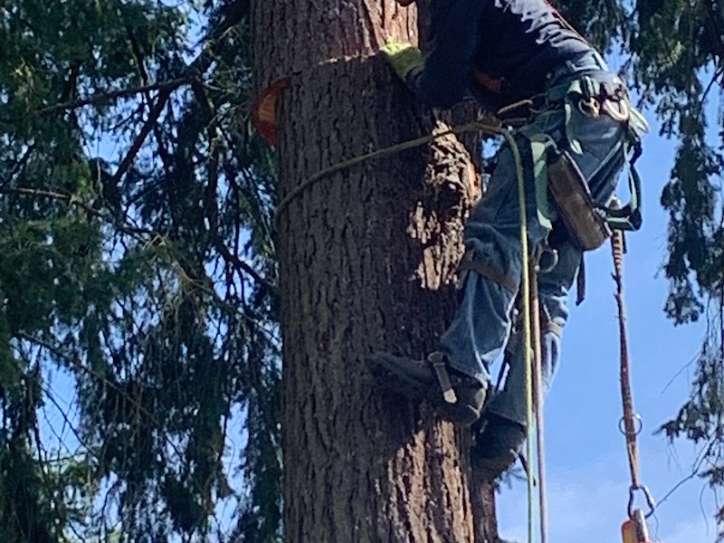 Tips In Choosing the Best Seattle Tree Removal Service