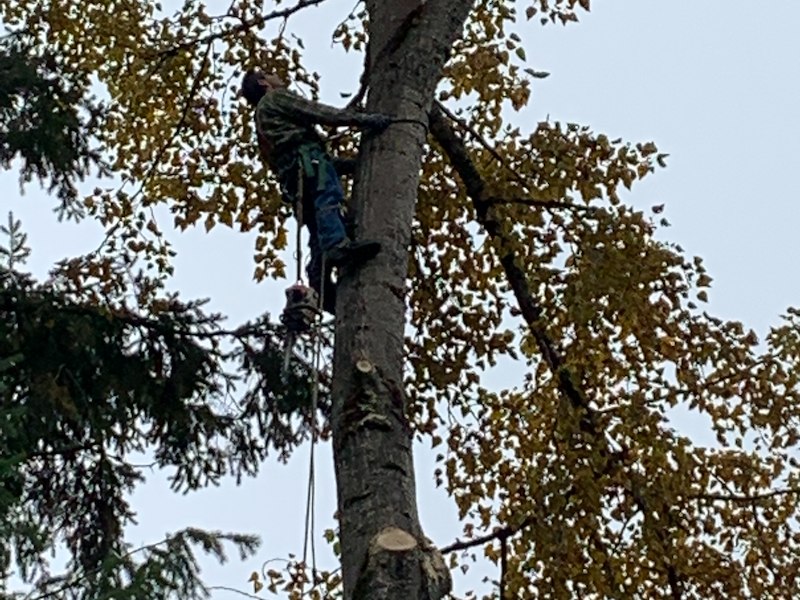 Understanding the Importance of Timely Tree Removal