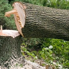 Seattle tree removal