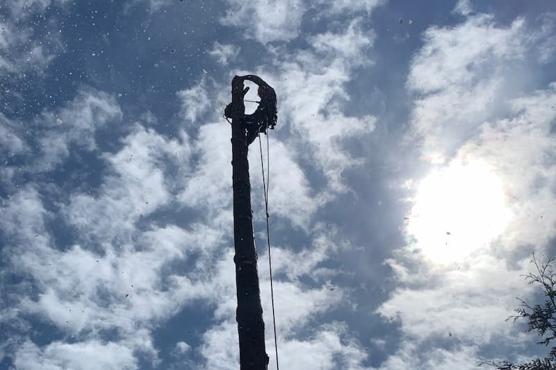 Commercial Tree Removal