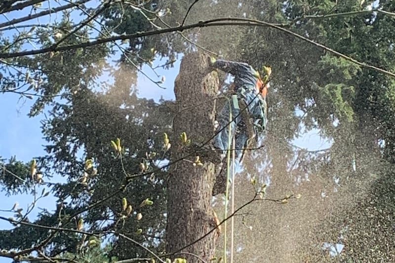 Tree Removal