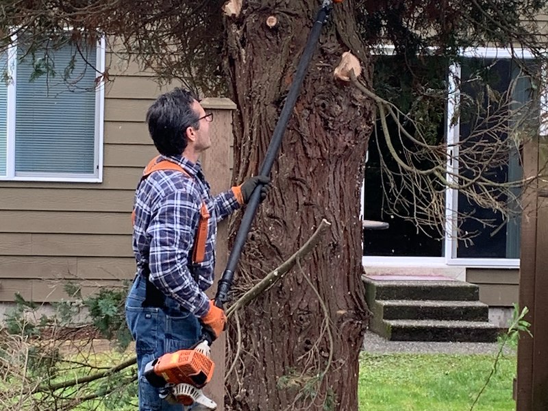 Tree Trimming